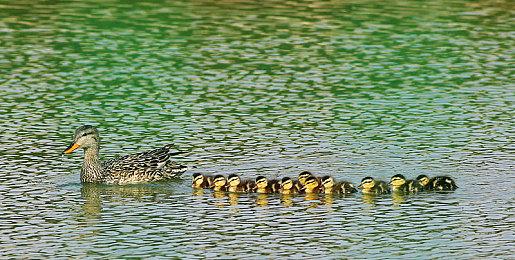 《间谍过家家：日记大作战》预购开启 新实机截图公布